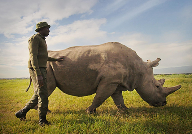 A gamekeeper walks alongside a Rhino in open grassland.