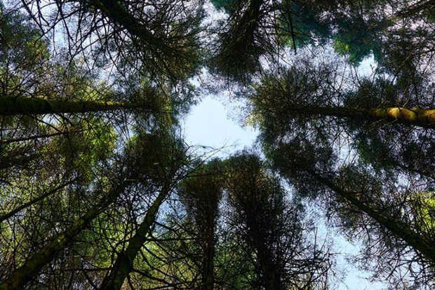 View of tree tops from underneath.