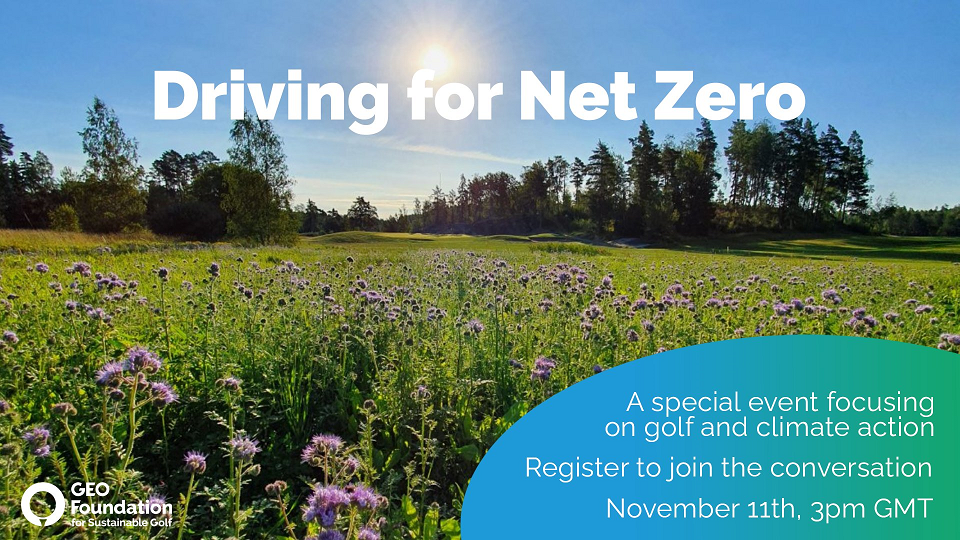 Area of thistles next to a green golf course
