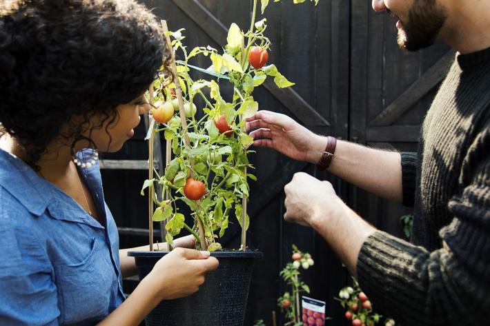 A man and a woman inspecting a tomato plant