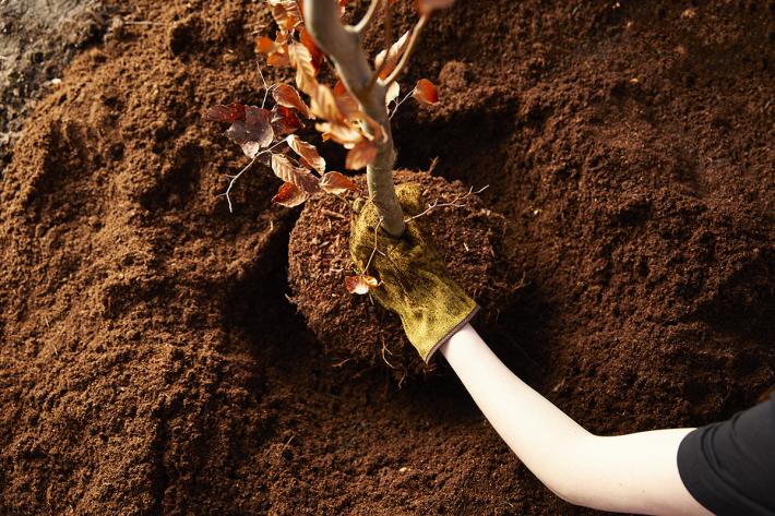 A small sapling being planted by a gardener