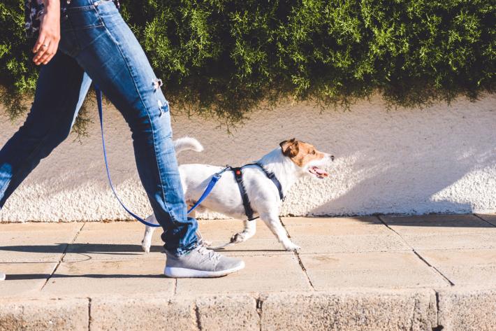 Dog out for a walk
