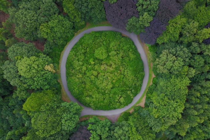 Circular road in a forest